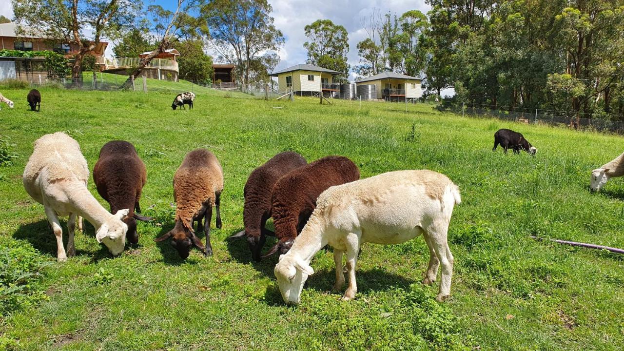 Blueberry Hills On Comleroy Farmstay - Self-Contained Cottages Kurrajong Eksteriør billede