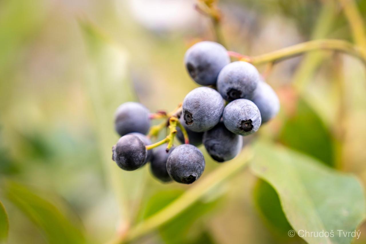 Blueberry Hills On Comleroy Farmstay - Self-Contained Cottages Kurrajong Eksteriør billede