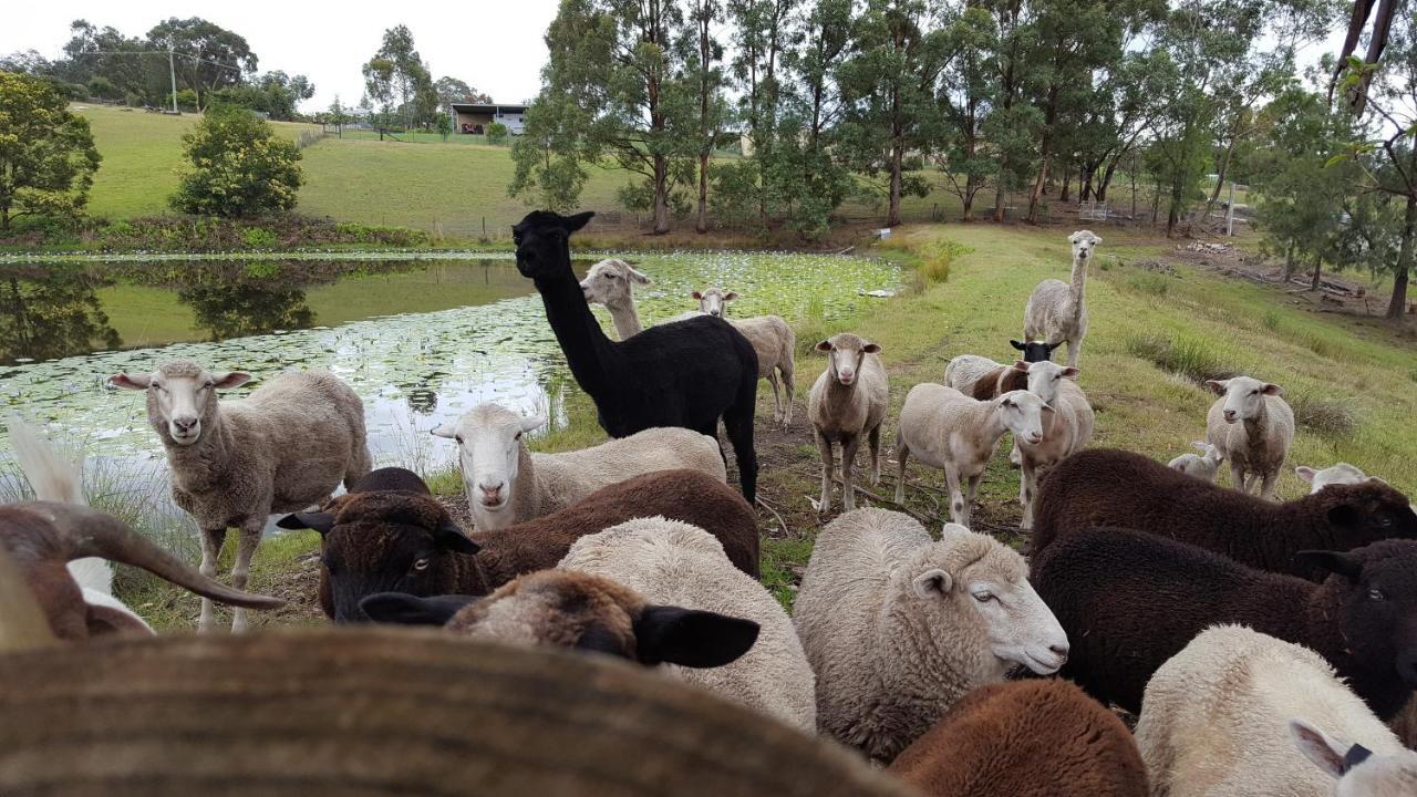 Blueberry Hills On Comleroy Farmstay - Self-Contained Cottages Kurrajong Eksteriør billede